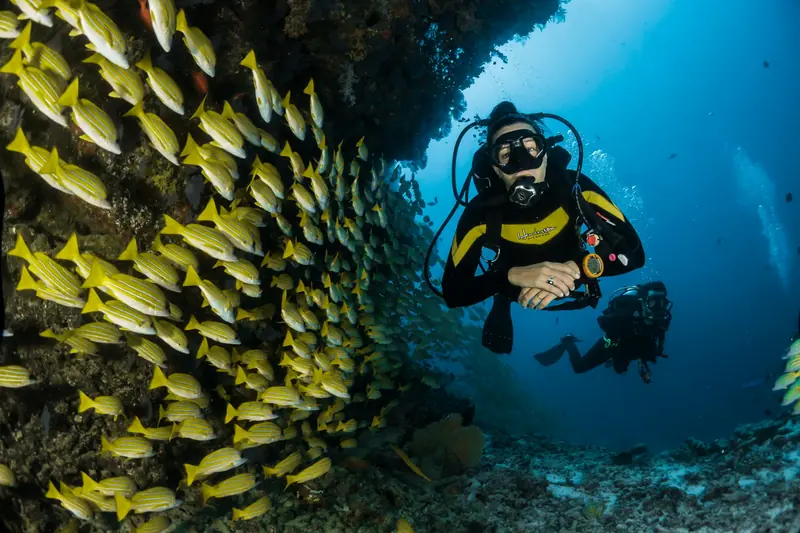 Scuba diver beside a school of yellow fish on a reef